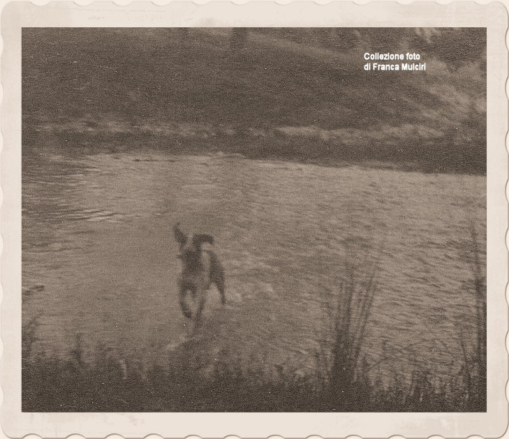 Cane da caccia attraversa il fiume Tavo ~ Anno 1914